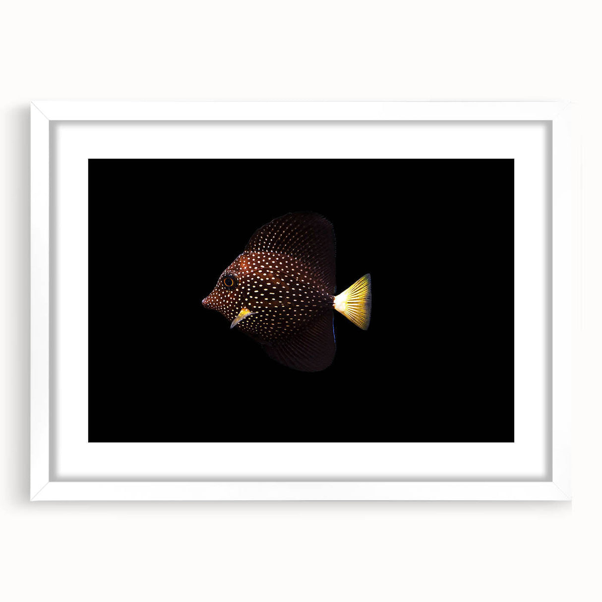 Framed wall art collection showcasing vibrant marine life fish design in a white mat and frame, perfect for ocean-themed home decor. Ideal for enhancing living spaces with colorful aquatic visuals.