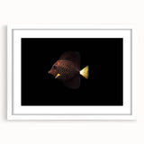 Framed wall art collection showcasing vibrant marine life fish design in a white mat and frame, perfect for ocean-themed home decor. Ideal for enhancing living spaces with colorful aquatic visuals.