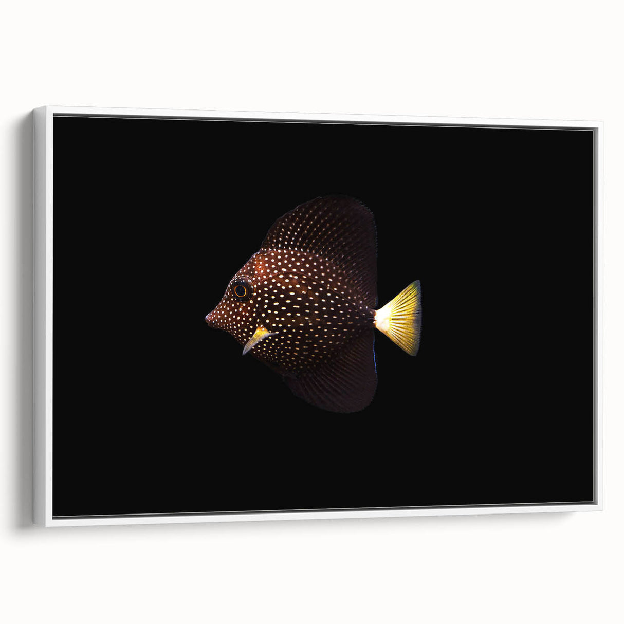 Framed wall art depicting a vibrant marine life fish design, showcasing colorful aquatic species on a white background, ideal for ocean-themed decor.