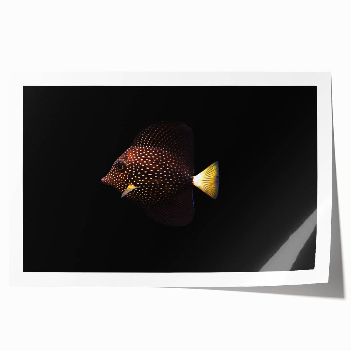 Colorful marine life wall art design featuring various fish species, printed on high-quality material, perfect for adding a vibrant touch to any ocean-themed decor.