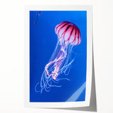 Vibrant jellyfish wall art print showcasing intricate marine life details in blue and purple hues, rolled and ready for display in any ocean-themed decor.