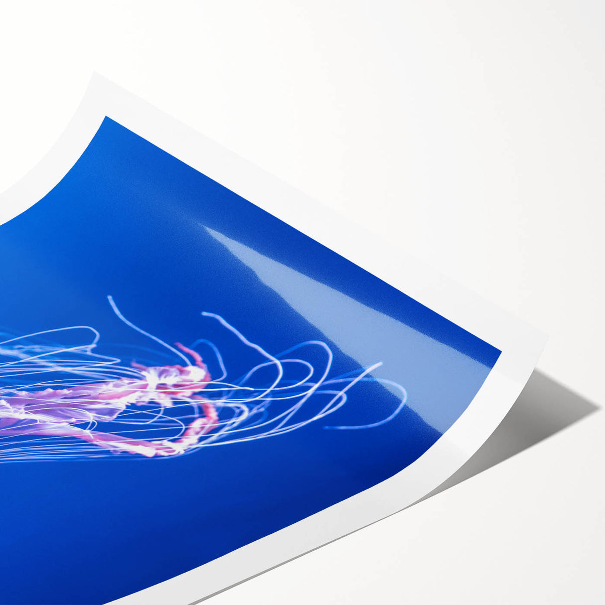 Vibrant jellyfish wall art print showcasing intricate designs in shades of blue and purple, rolled and ready for display, perfect for marine life enthusiasts.
