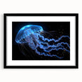 Black-framed wall art showcasing a vibrant jellyfish design, elegantly matted for added depth, perfect for marine life enthusiasts and modern decor.