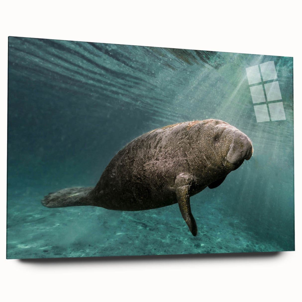 Acrylic glass wall art collection showcasing a vibrant manatee design in a serene marine life setting, emphasizing ocean conservation and artistry. Perfect for home decor.
