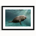 Black-framed wall art featuring a serene manatee design, showcasing vibrant marine life colors and intricate details, perfect for ocean-themed decor.