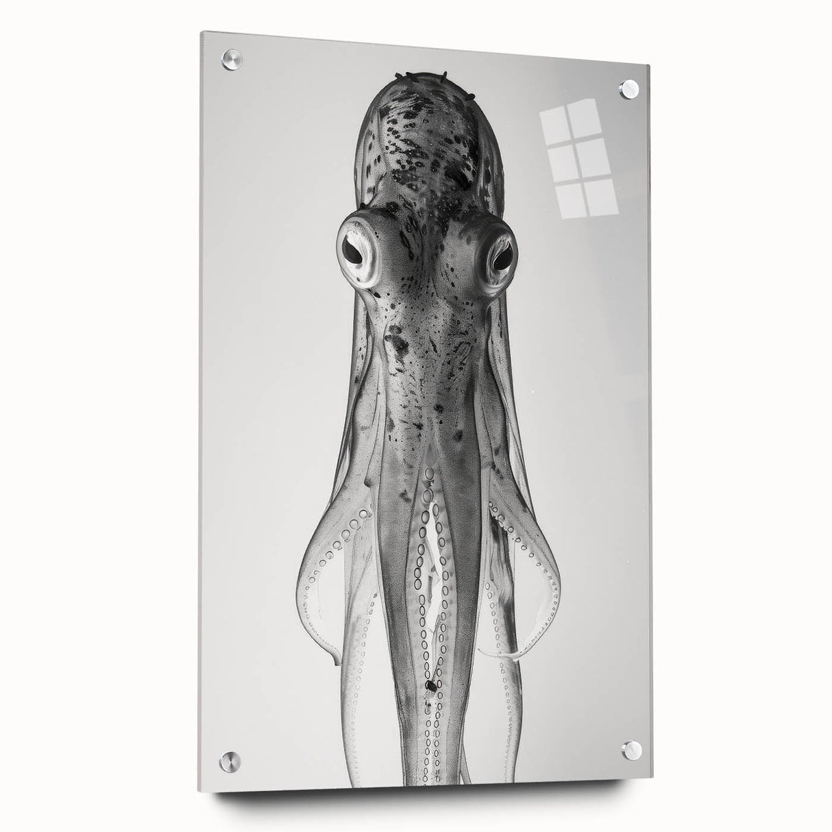 Colorful octopus wall art design displayed in an acrylic glass frame, showcasing intricate marine life details. Ideal for coastal-themed decor enthusiasts.