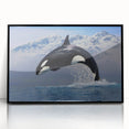 Framed acrylic wall art displaying a striking orca design in shades of black and white, perfect for marine life enthusiasts, enhancing any modern decor.