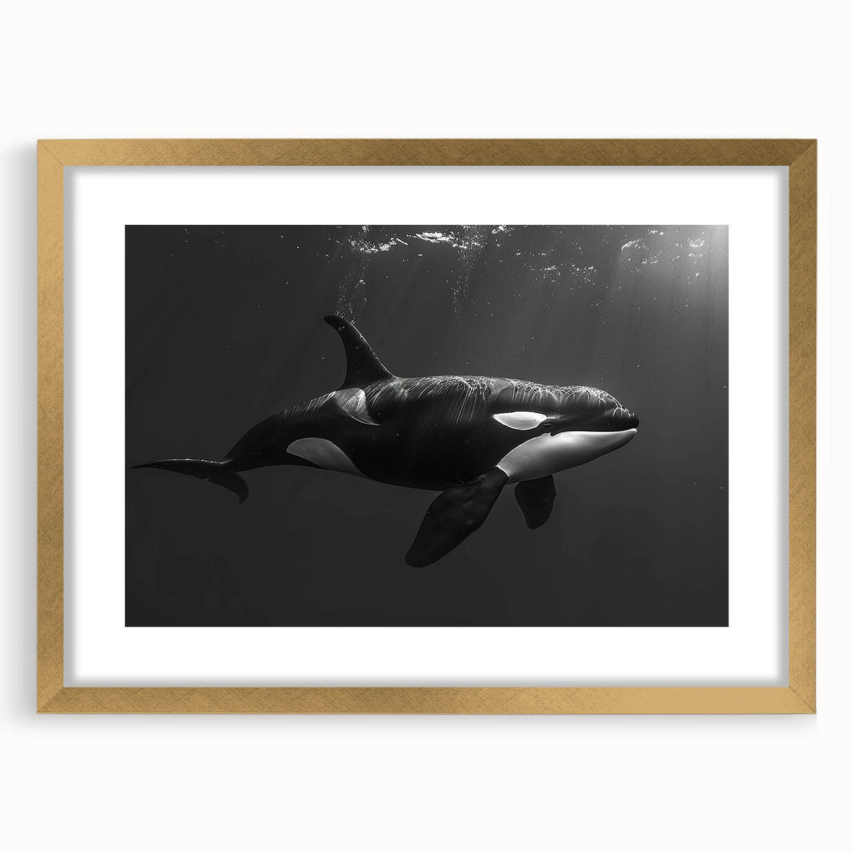 Elegant wall art featuring a gold-framed orca design, showcasing vibrant marine life in a striking composition, perfect for ocean-themed decor. The artwork includes a mat for an enhanced presentation, ideal for adding a touch of nature-inspired elegance to any room.