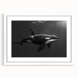 Orca-themed wall art collection featuring a sleek white frame with mat, showcasing vibrant marine life design perfect for ocean lovers. Ideal for home decor.