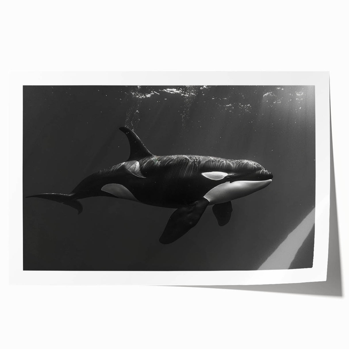Orca wall art print showcasing a vibrant marine life design featuring bold colors and intricate details, presented as a rolled print for easy display.