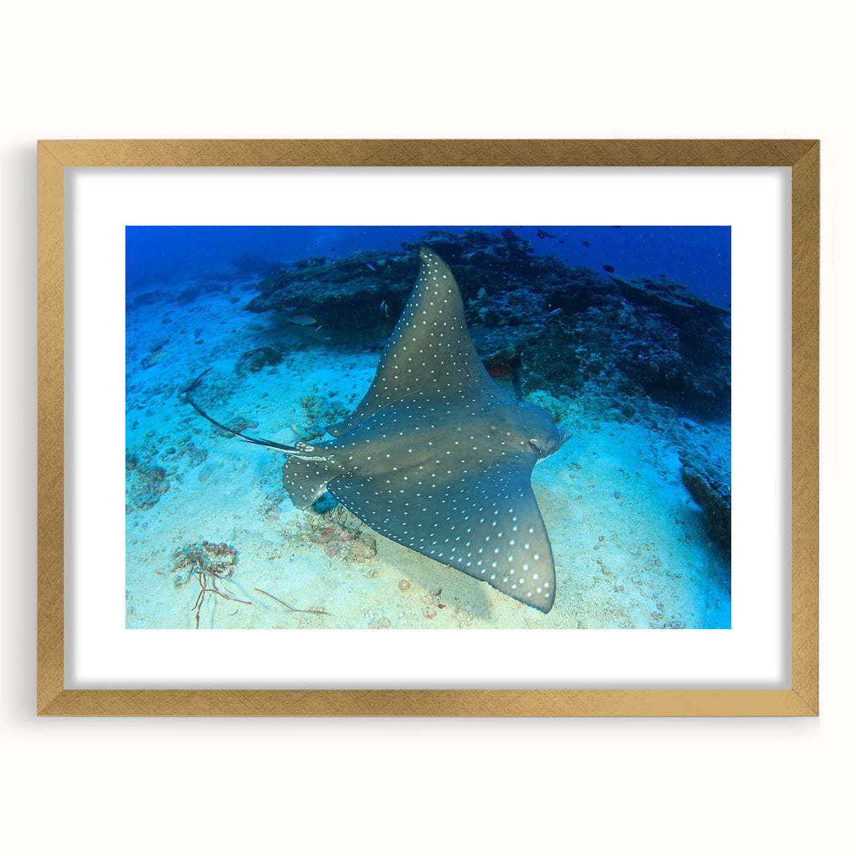 Framed wall art featuring a stunning marine life ray design, accented with a gold frame and matting, perfect for ocean-themed decor in living spaces.