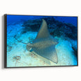 Framed wall art depicting a vibrant marine life ray design on canvas, showcased with a sleek black frame, ideal for ocean-themed decor in modern interiors.