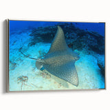 Framed wall art showcasing a stunning marine life ray design on canvas, featuring a sleek silver frame, perfect for adding a touch of oceanic elegance to any room.