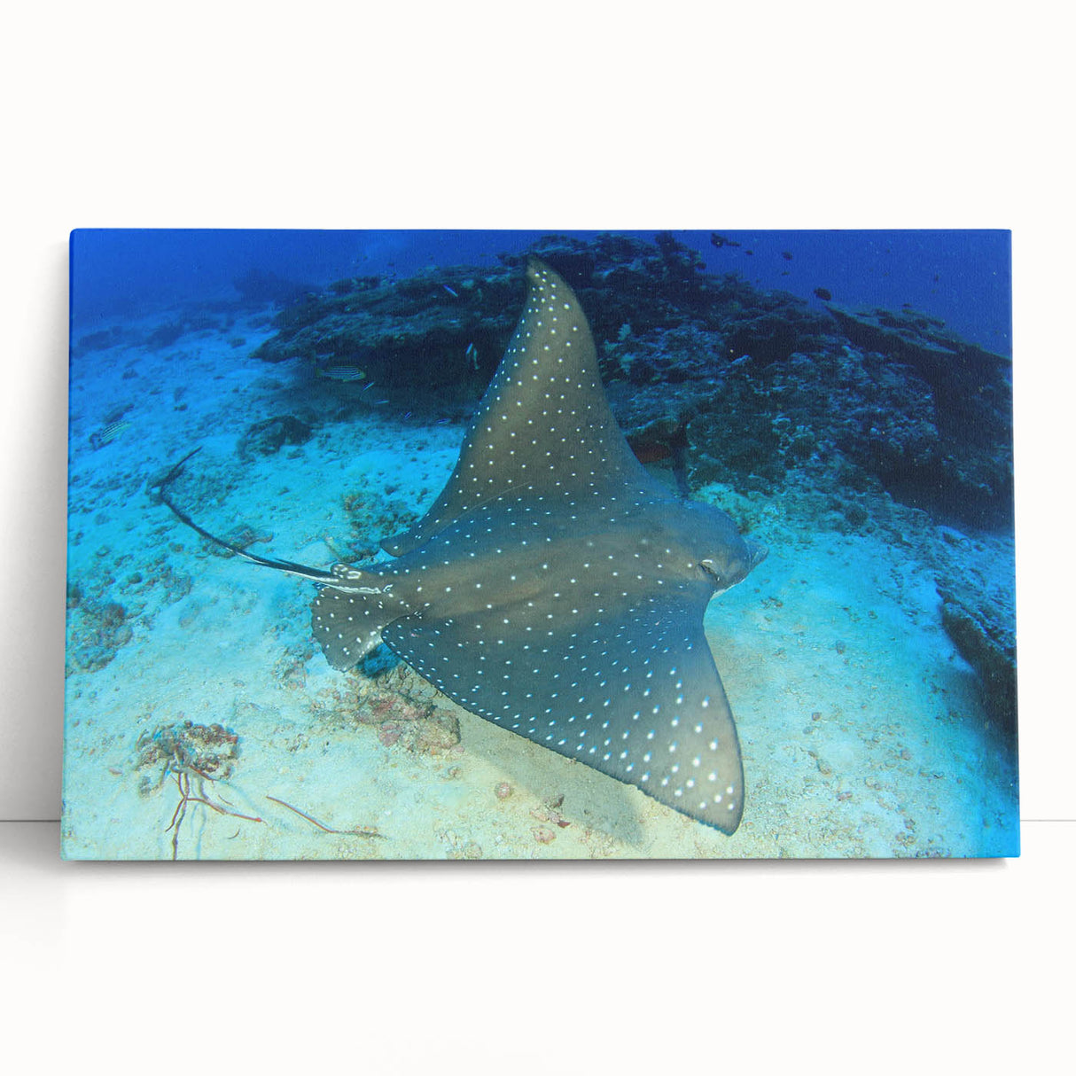Colorful marine life wall art design featuring a manta ray, displayed on a stretched canvas. Ideal for ocean-themed decor, showcasing intricate details and vibrant colors. Perfect for enhancing living spaces with a touch of underwater beauty.