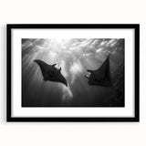 Black-framed wall art featuring a vibrant marine life ray design, showcasing intricate details and colors, perfect for ocean-themed decor and modern interiors.