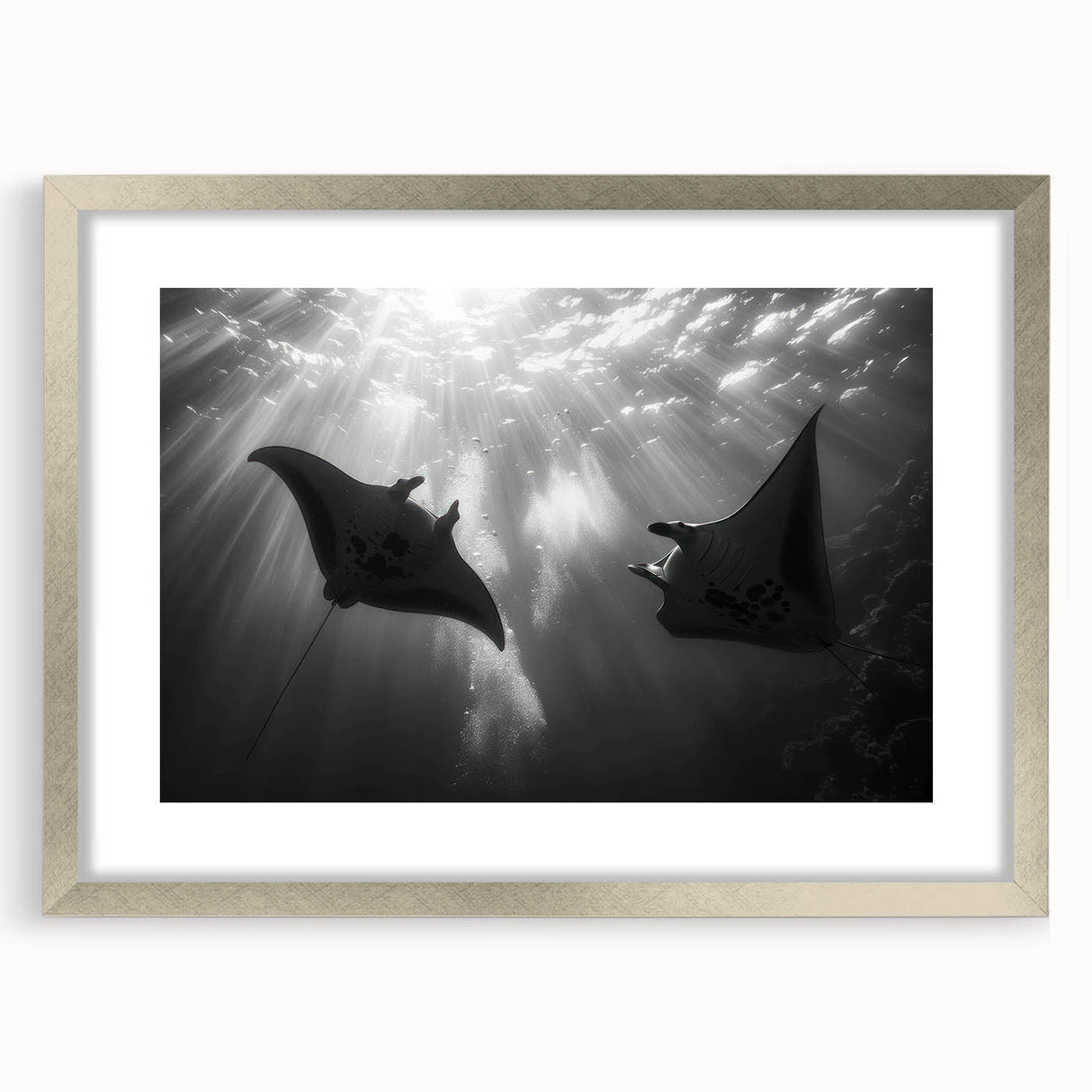 Elegant wall art collection featuring marine life ray design, framed with a silver mat, showcasing intricate ocean-themed illustrations ideal for coastal decor.