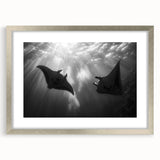 Elegant wall art collection featuring marine life ray design, framed with a silver mat, showcasing intricate ocean-themed illustrations ideal for coastal decor.