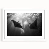 Framed wall art showcasing a vibrant marine life ray design in a white mat, perfect for home decor, emphasizing ocean themes and aquatic colors.