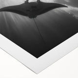 Vibrant rolled canvas art depicting a colorful marine life scene featuring a majestic manta ray swimming among coral reefs, ideal for ocean-themed decor.