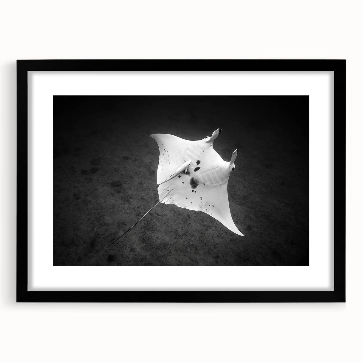 Framed wall art featuring a marine life ray design in a sleek black frame, showcasing intricate details and vibrant colors, perfect for ocean-themed decor.