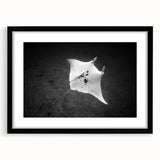 Framed wall art featuring a marine life ray design in a sleek black frame, showcasing intricate details and vibrant colors, perfect for ocean-themed decor.