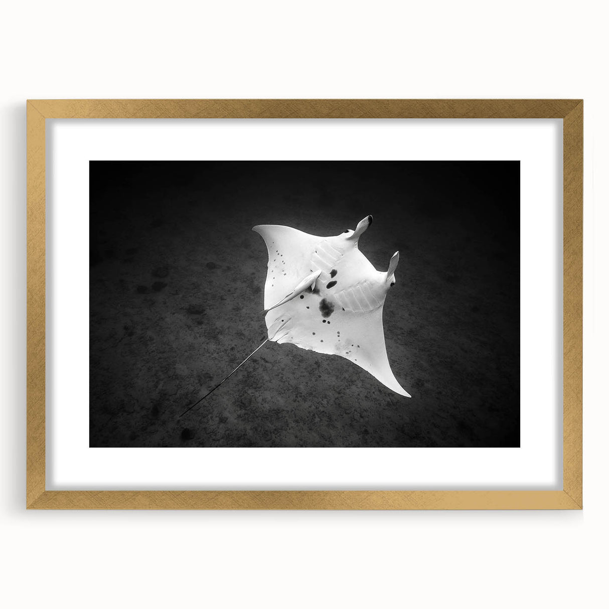 Framed wall art collection showcasing a vibrant marine life ray design in gold, accented with a matte finish, perfect for ocean-themed decor enthusiasts.