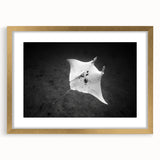 Framed wall art collection showcasing a vibrant marine life ray design in gold, accented with a matte finish, perfect for ocean-themed decor enthusiasts.