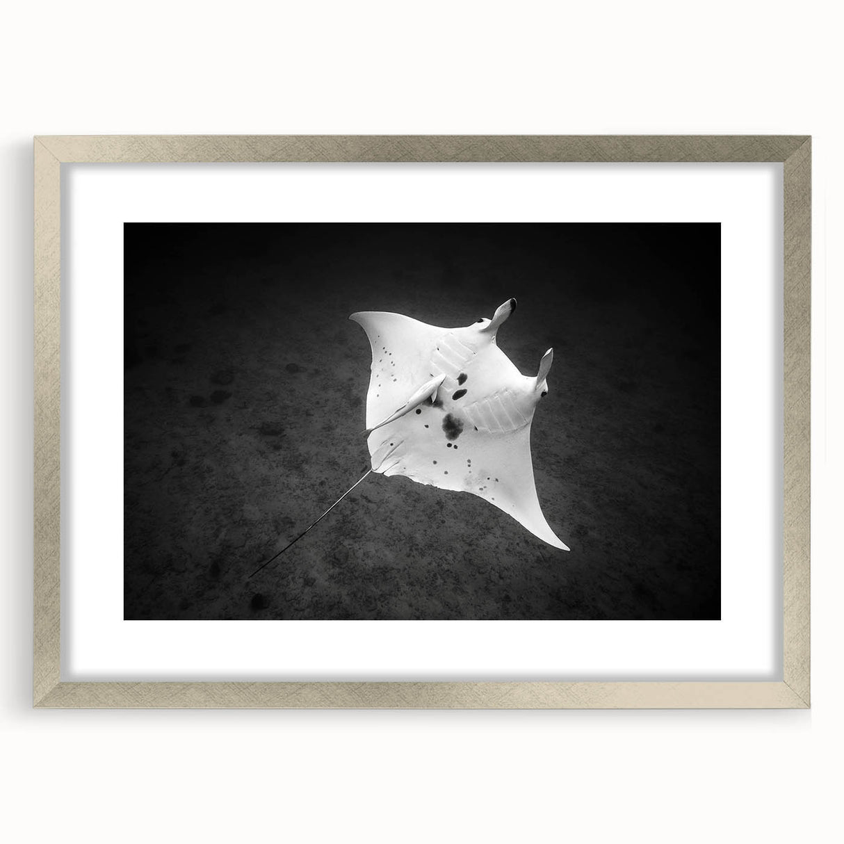 Framed wall art piece showcasing a vibrant marine life ray design with a silver frame and matting, perfect for ocean-themed decor in living spaces.