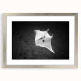 Framed wall art piece showcasing a vibrant marine life ray design with a silver frame and matting, perfect for ocean-themed decor in living spaces.