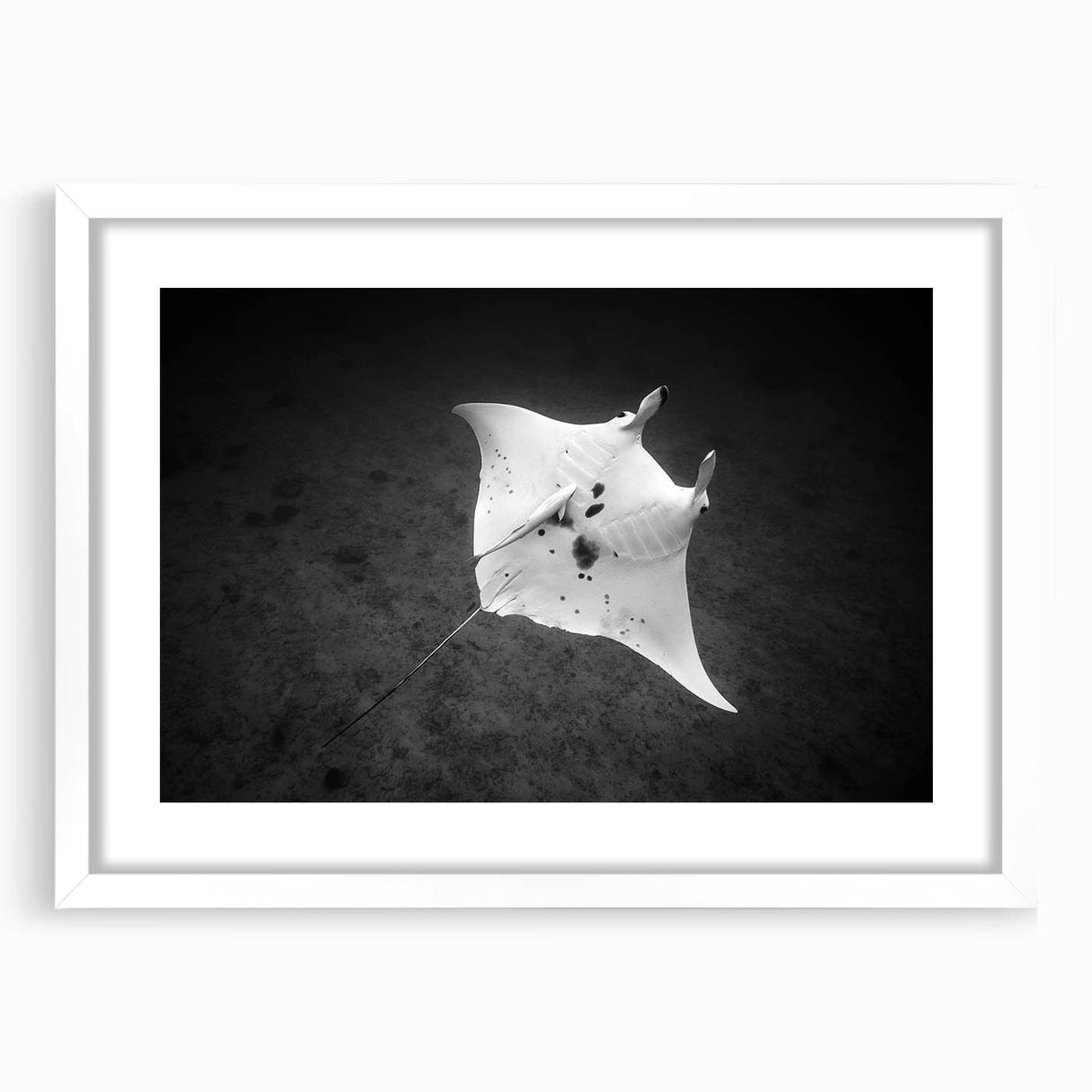 Framed wall art featuring a marine life ray design in vibrant colors, set against a white mat, perfect for coastal-themed home decor. Ideal for ocean lovers.