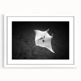 Framed wall art featuring a marine life ray design in vibrant colors, set against a white mat, perfect for coastal-themed home decor. Ideal for ocean lovers.