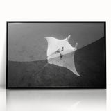 Framed acrylic wall art showcasing a vibrant marine life ray design, featuring a sleek black frame, perfect for enhancing ocean-themed decor in modern interiors.
