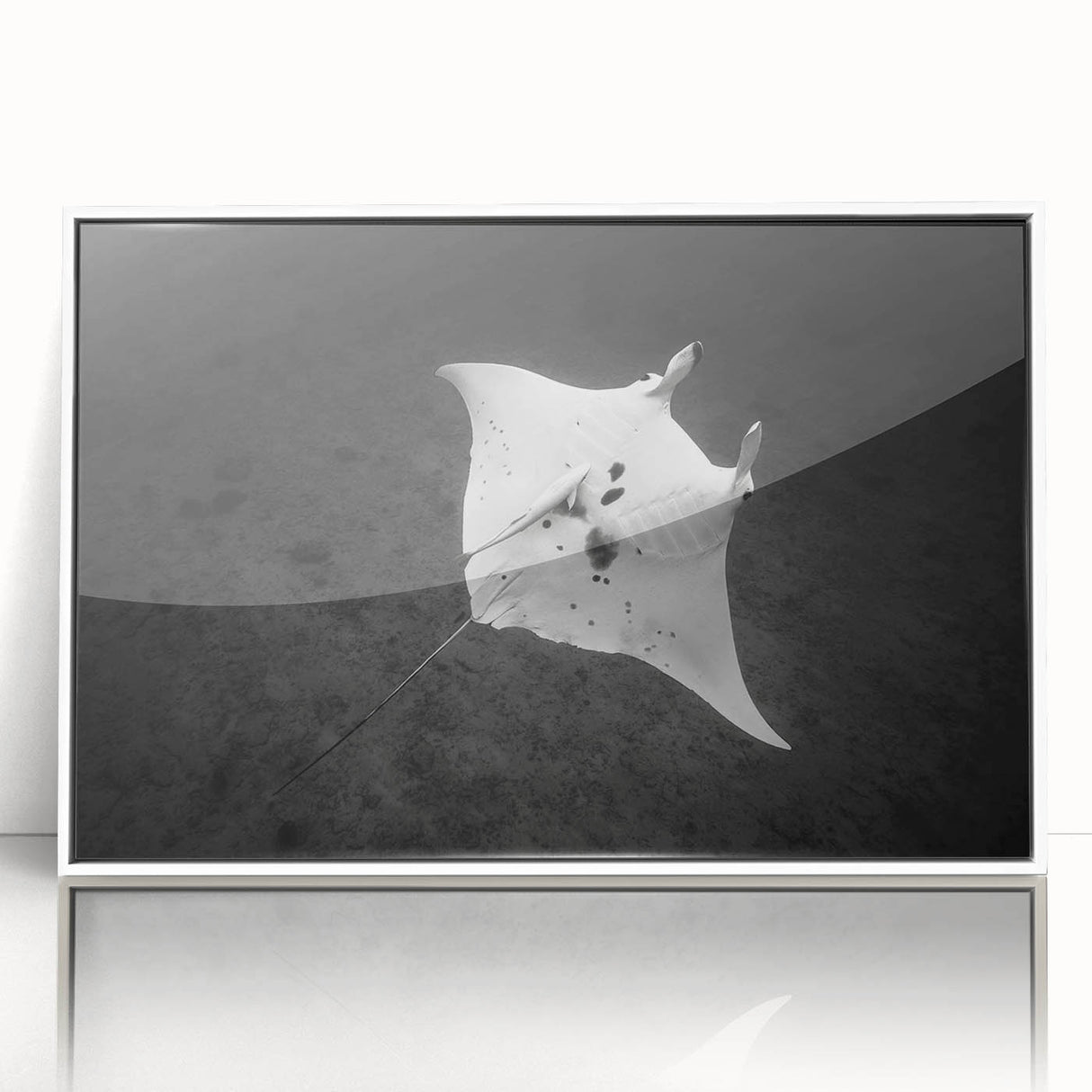 Framed acrylic wall art showcasing a vibrant marine life ray design, displayed with a white frame, perfect for ocean-themed decor in modern interiors.