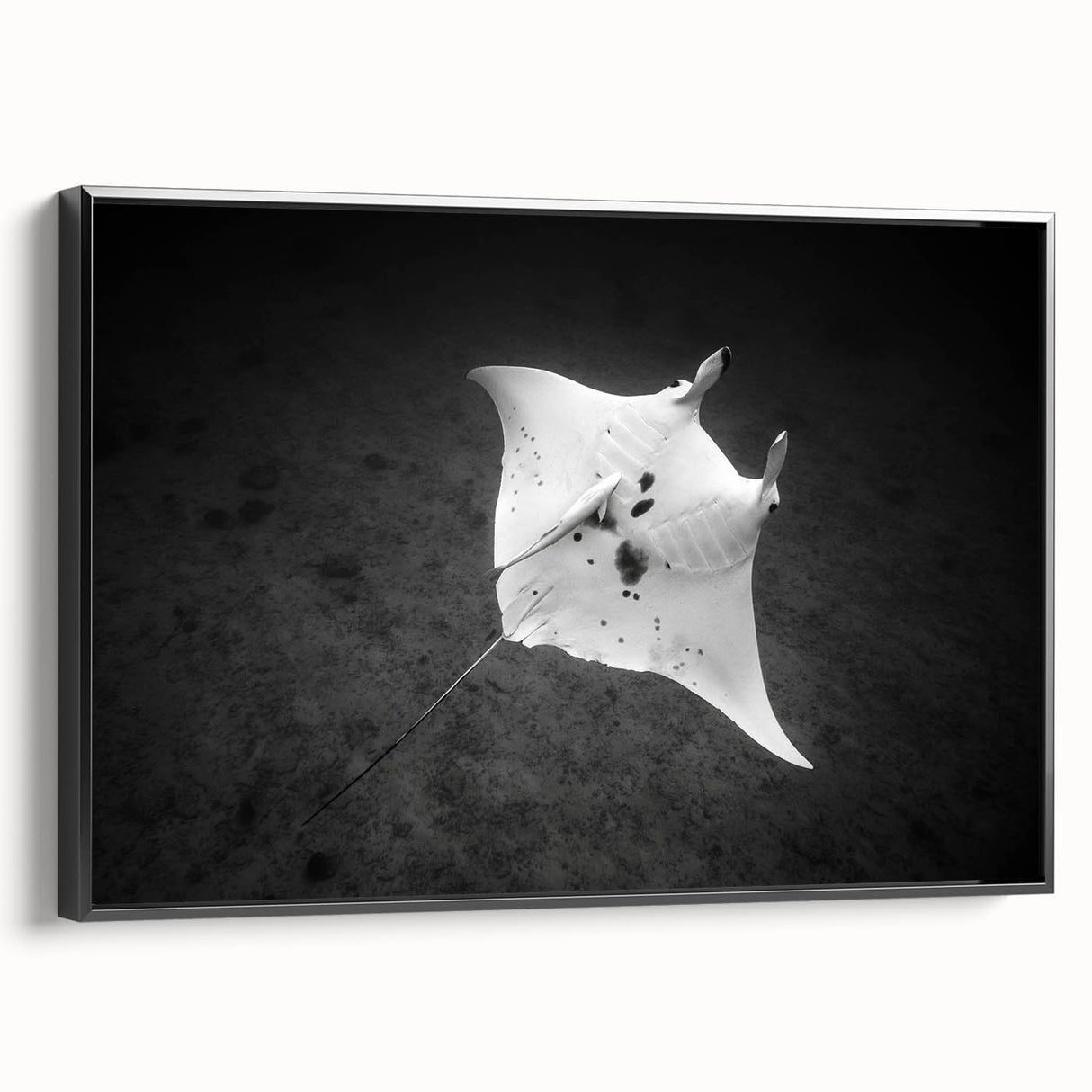 Framed canvas wall art depicting a colorful marine life ray design, showcased in a sleek black frame, perfect for ocean-themed home decor.