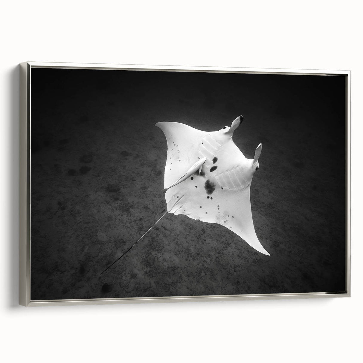 Framed canvas wall art depicting a stunning marine life ray design in silver tones, showcasing intricate details and a modern aesthetic perfect for ocean-themed decor.
