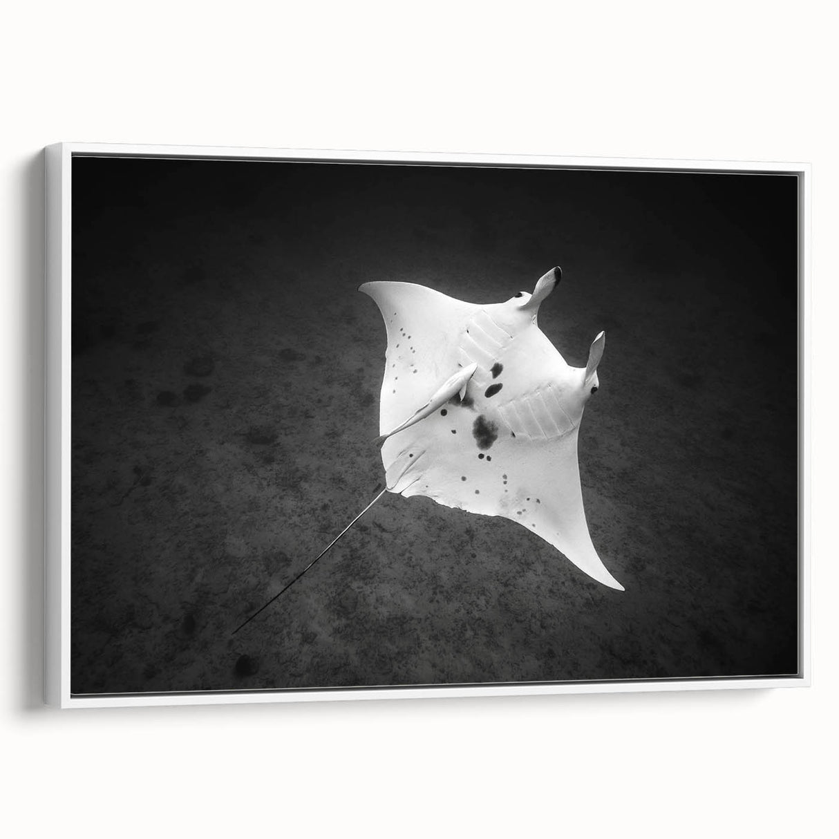 Framed wall art featuring a vibrant marine life ray design on canvas, showcasing intricate details and colors, displayed against a white background for a modern aesthetic.