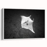 Framed wall art featuring a vibrant marine life ray design on canvas, showcasing intricate details and colors, displayed against a white background for a modern aesthetic.