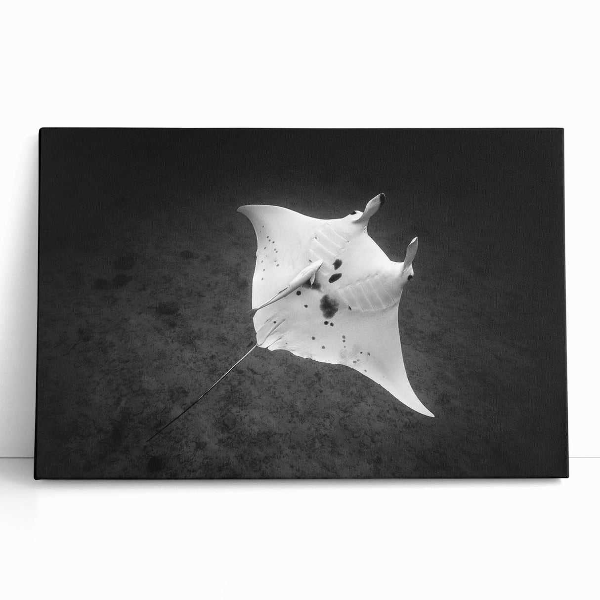 Stretched canvas wall art showcasing a vibrant marine life design featuring rays and aquatic elements, perfect for modern coastal decor or ocean-themed interiors.