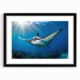 Framed wall art featuring a marine life design showcasing a manta ray in vibrant colors, presented in a black frame with a white mat, perfect for ocean-themed decor.