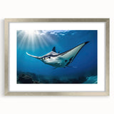 Framed wall art showcasing a vibrant marine life ray design, featuring a silver mat and sleek frame, perfect for ocean-themed home decor.