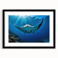 Framed wall art featuring a vibrant marine life ray design with a black mat, showcasing intricate details and colors that enhance any coastal-themed decor.