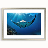 Framed wall art featuring a stunning marine life ray design, showcased in a silver frame with a mat, perfect for adding a touch of oceanic elegance to any room.