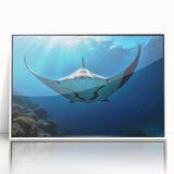 Framed acrylic wall art showcasing a vibrant marine life ray design in white, perfect for ocean-themed decor, enhancing any space with its colorful details.