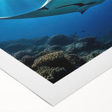 Rolled canvas artwork showcasing a vibrant marine life ray design, featuring intricate details and vivid colors, ideal for ocean-themed decor.