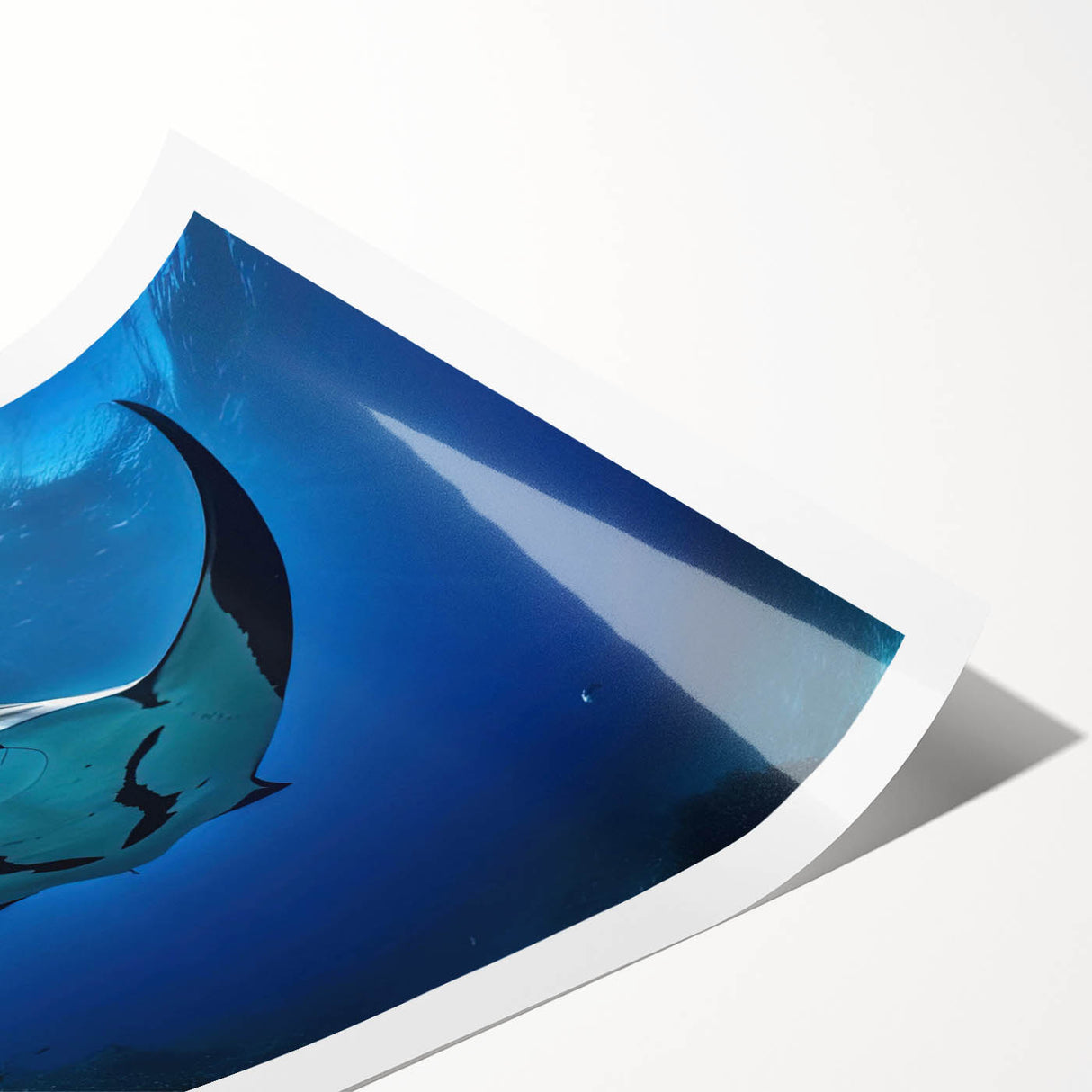 Colorful marine life wall art print showcasing a majestic ray design, rolled for easy transport and display, perfect for ocean-themed home decor.