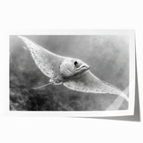 Colorful marine life wall art collection featuring vibrant ray designs on high-quality rolled print, ideal for ocean-themed decor, showcasing intricate details and textures.