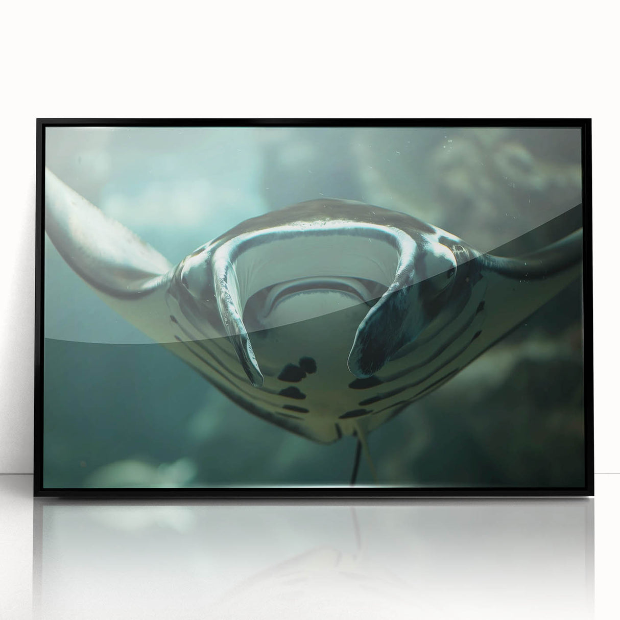 Framed acrylic wall art featuring a vibrant marine life ray design, showcasing intricate details and bold colors on a black background, perfect for ocean-themed decor.