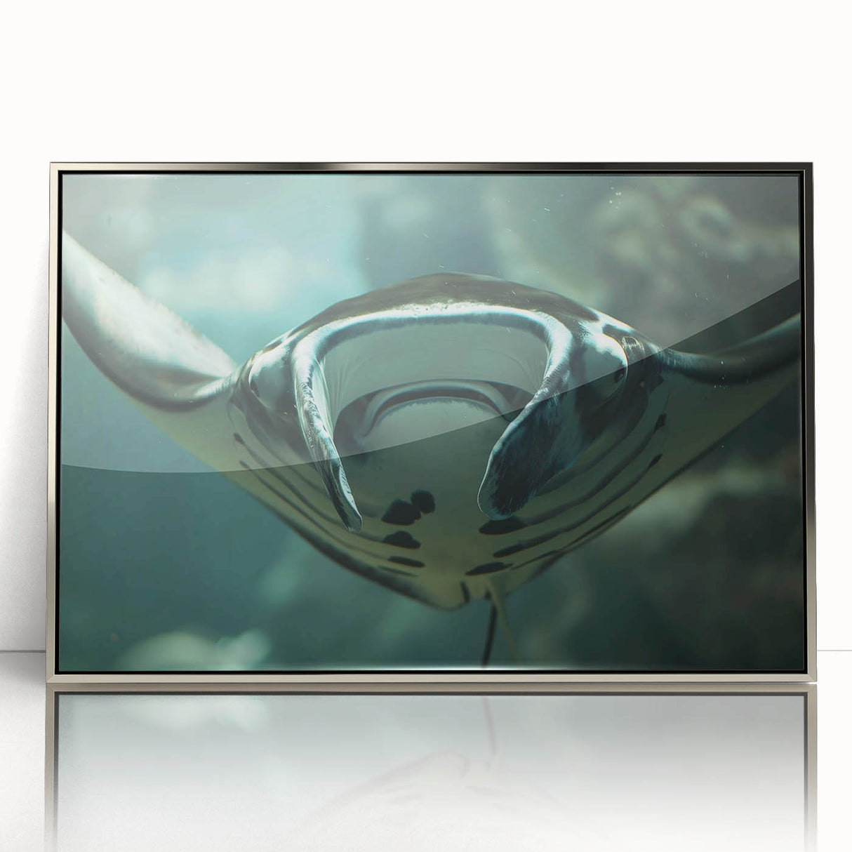 Framed acrylic wall art featuring a vibrant marine life ray design in silver, showcasing intricate details and colors, perfect for ocean-themed decor.