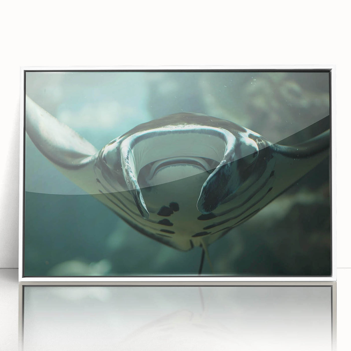 Framed wall art collection showcasing a vibrant marine life ray design, featuring a sleek white frame and acrylic finish, perfect for coastal-themed decor.