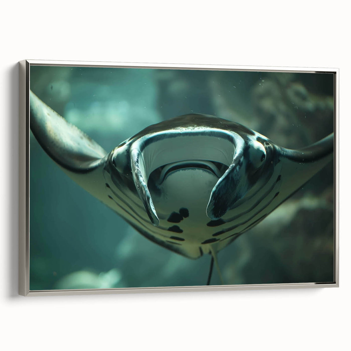 Framed wall art showcasing a stunning marine life ray design with vibrant colors, silver frame, and elegant side view, perfect for coastal decor enthusiasts.